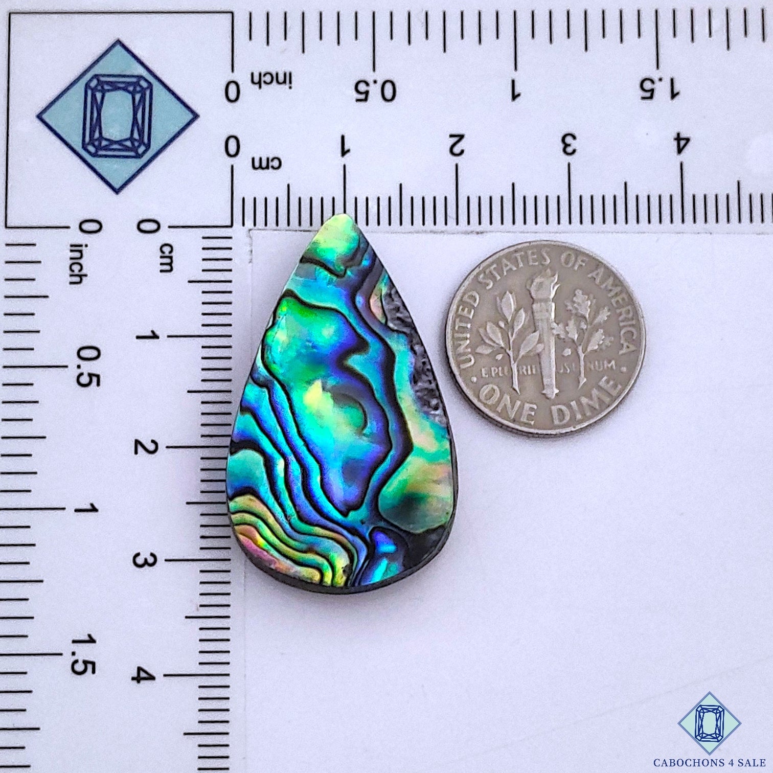 Abalone Shell