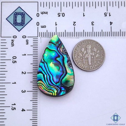 Abalone Shell
