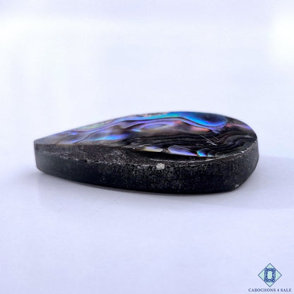 Abalone Shell