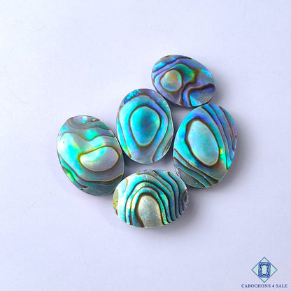 Abalone Shell