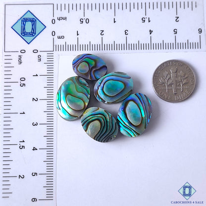 Abalone Shell