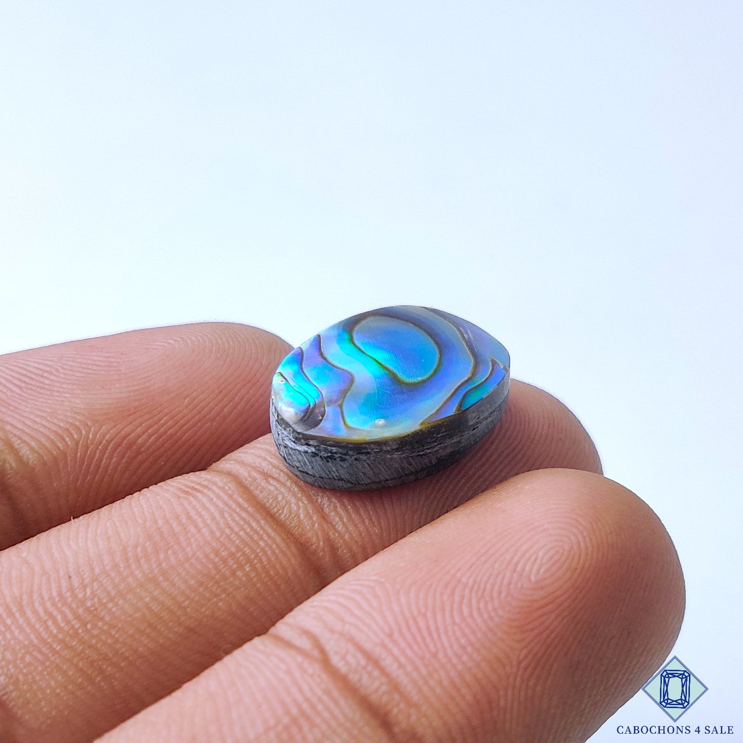 Abalone Shell
