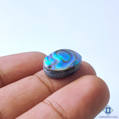 Abalone Shell