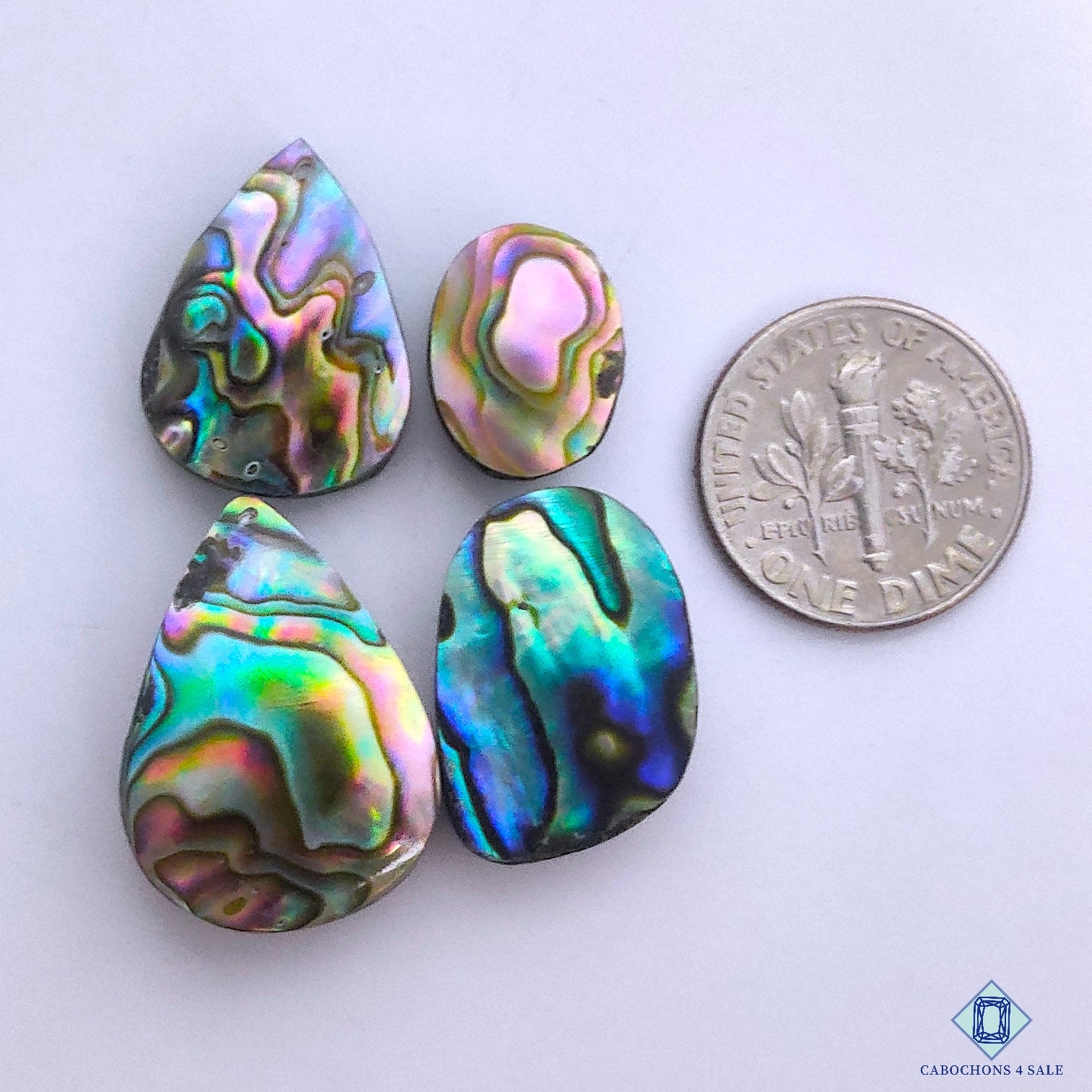 Abalone Shell