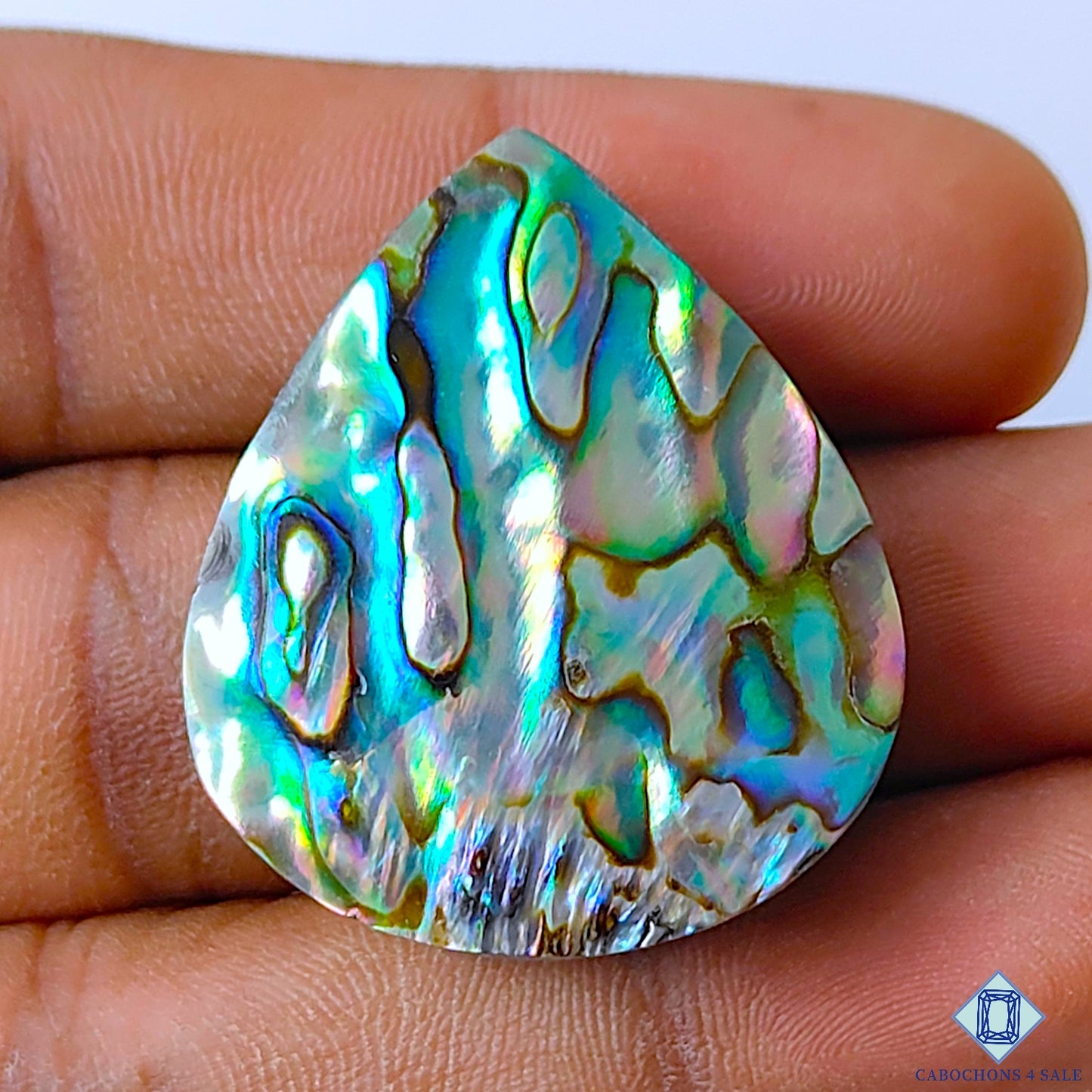 Abalone Shell