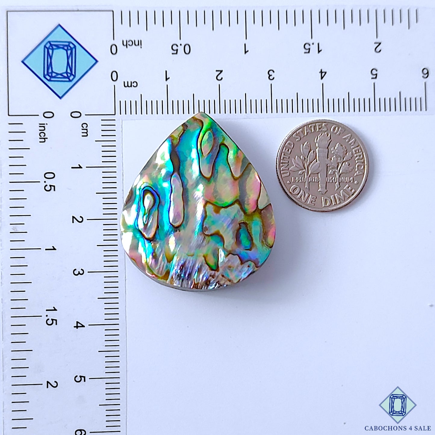Abalone Shell