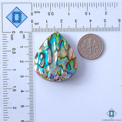 Abalone Shell