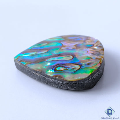 Abalone Shell