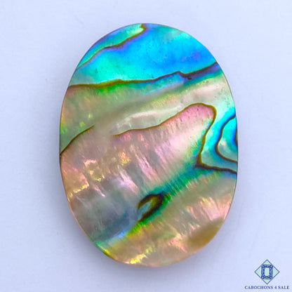 Abalone Shell