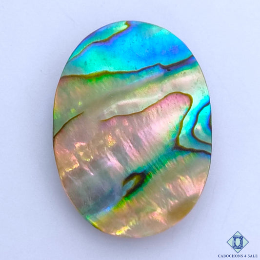 Abalone Shell
