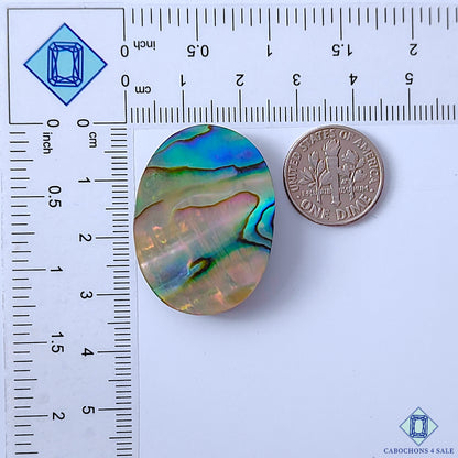 Abalone Shell