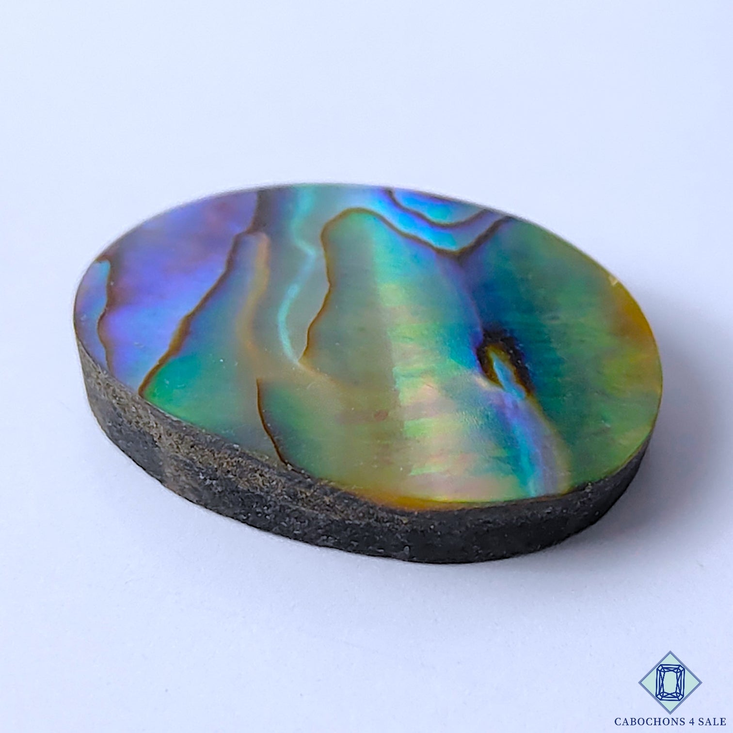 Abalone Shell