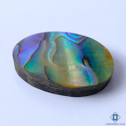 Abalone Shell