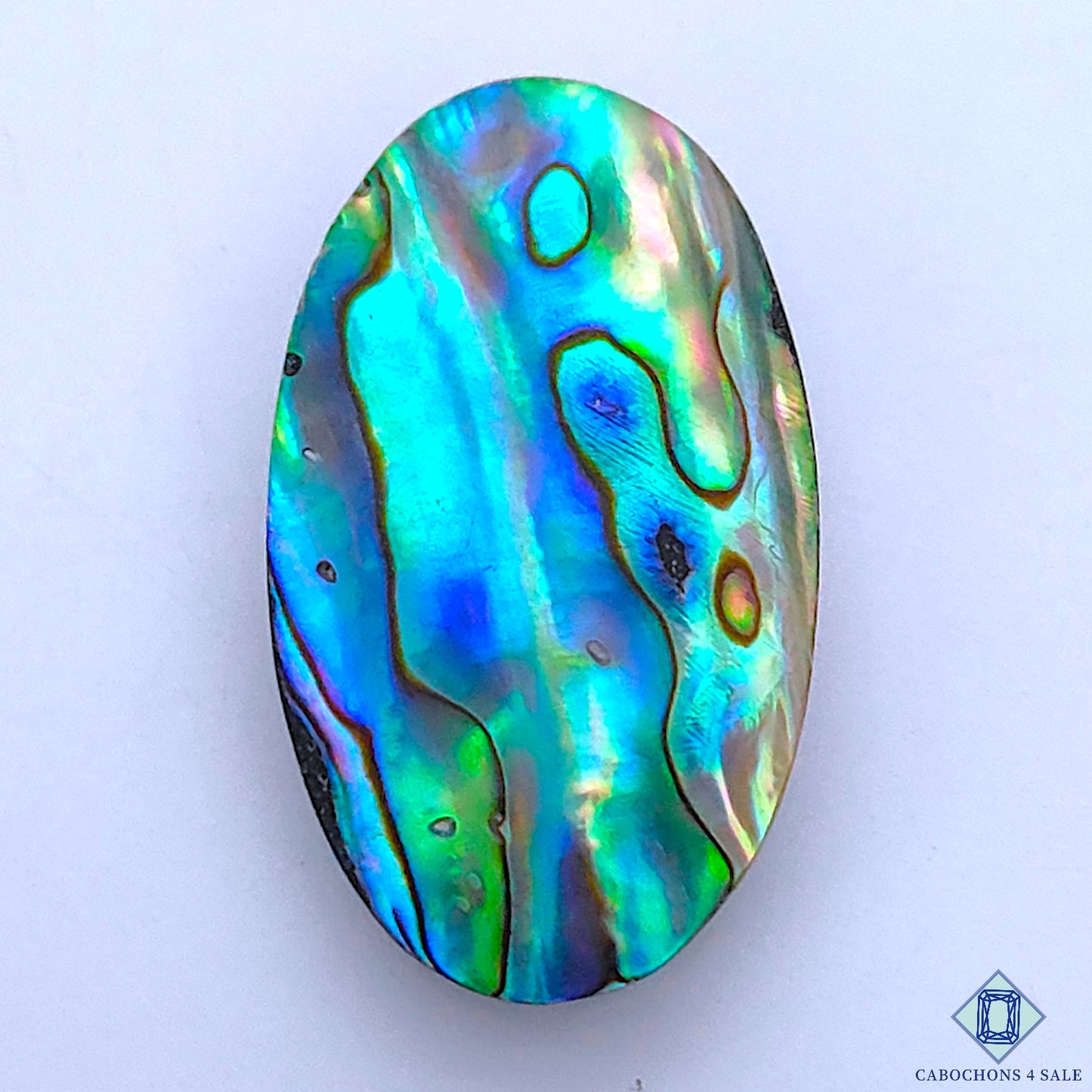 Abalone Shell