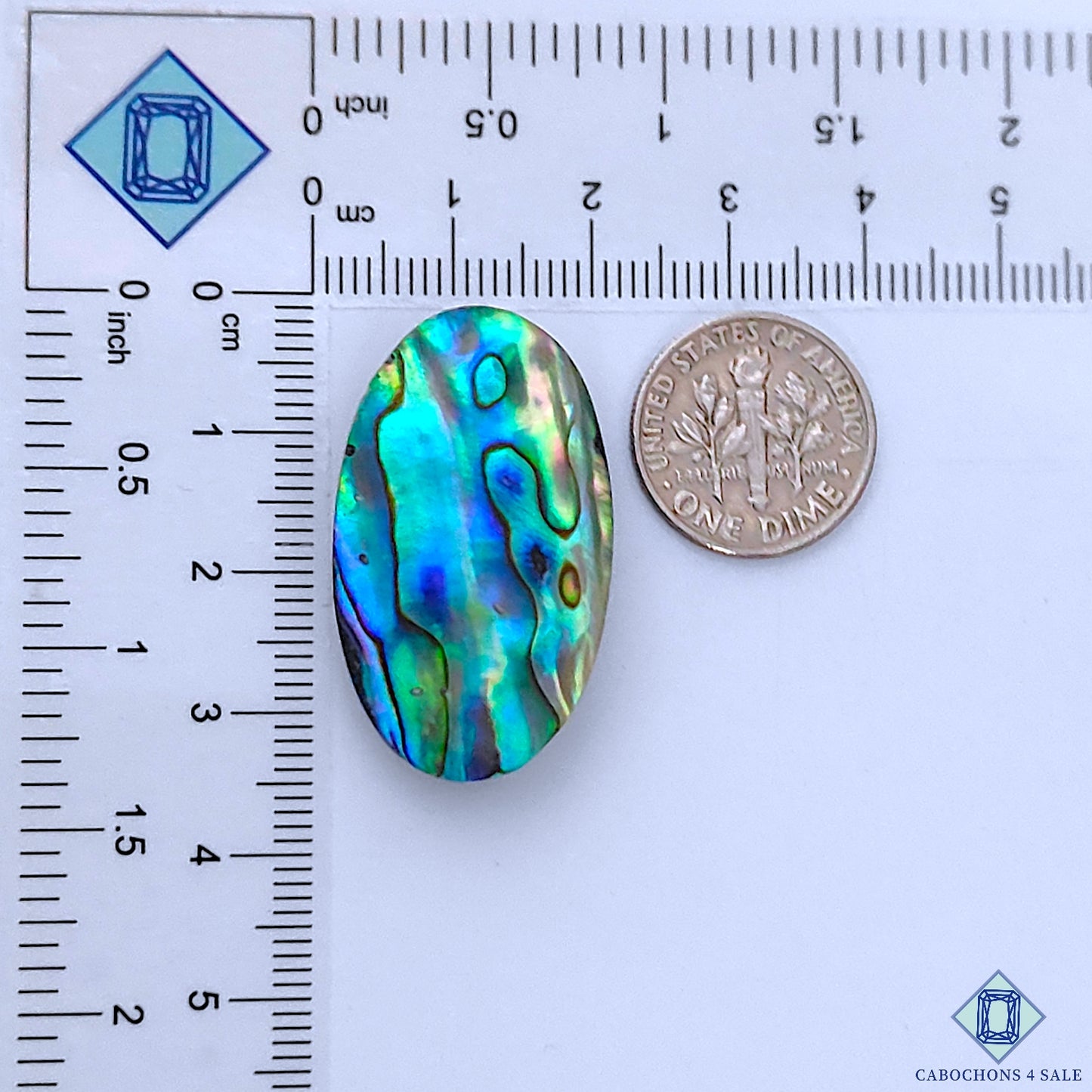 Abalone Shell