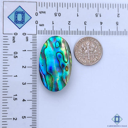Abalone Shell