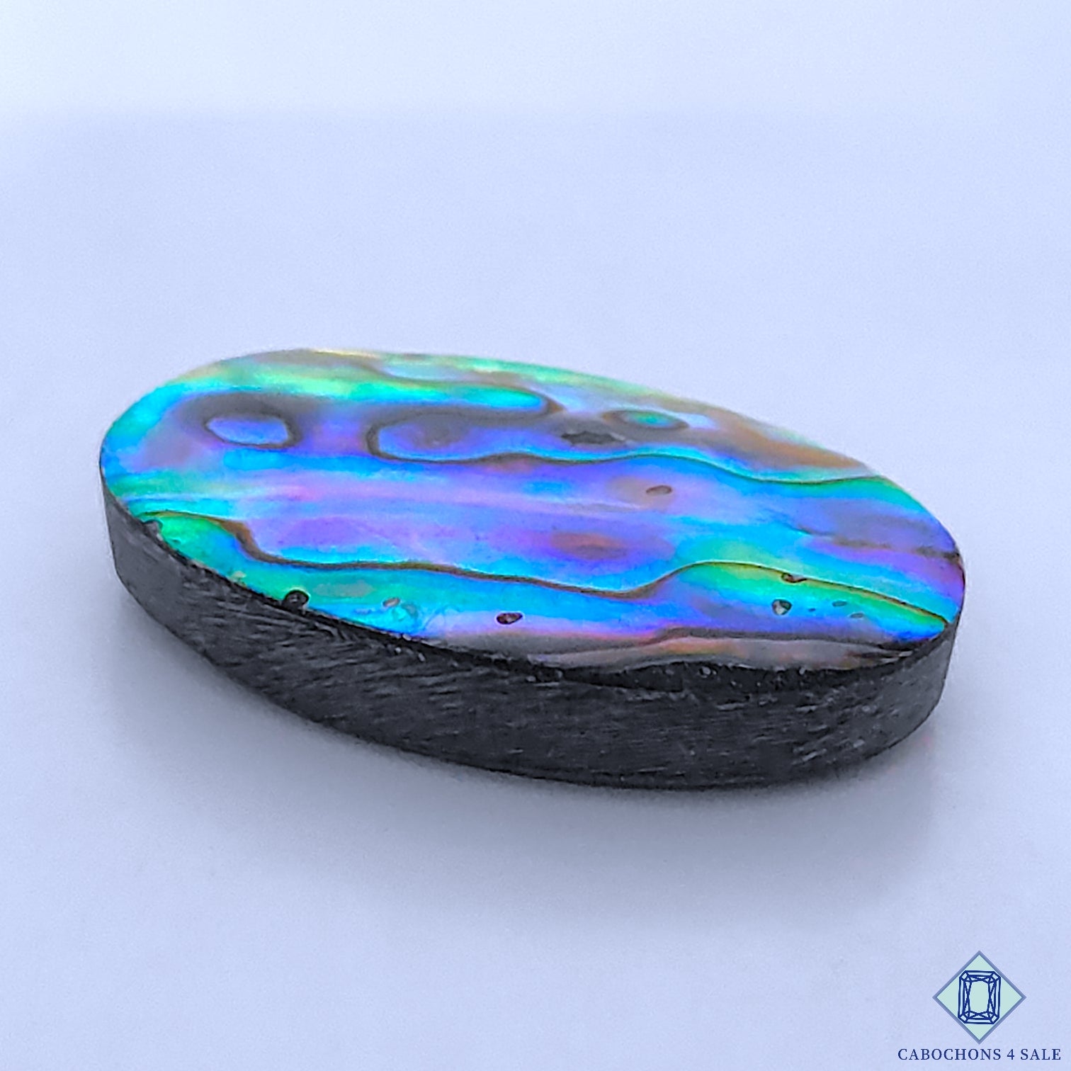 Abalone Shell