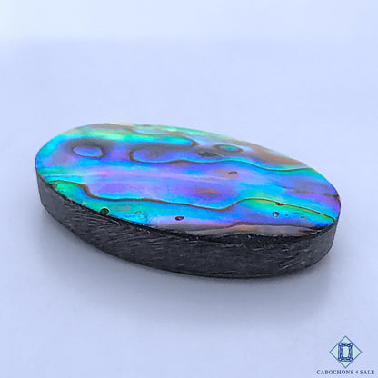 Abalone Shell