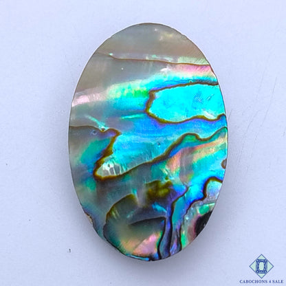 Abalone Shell