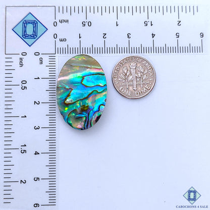 Abalone Shell
