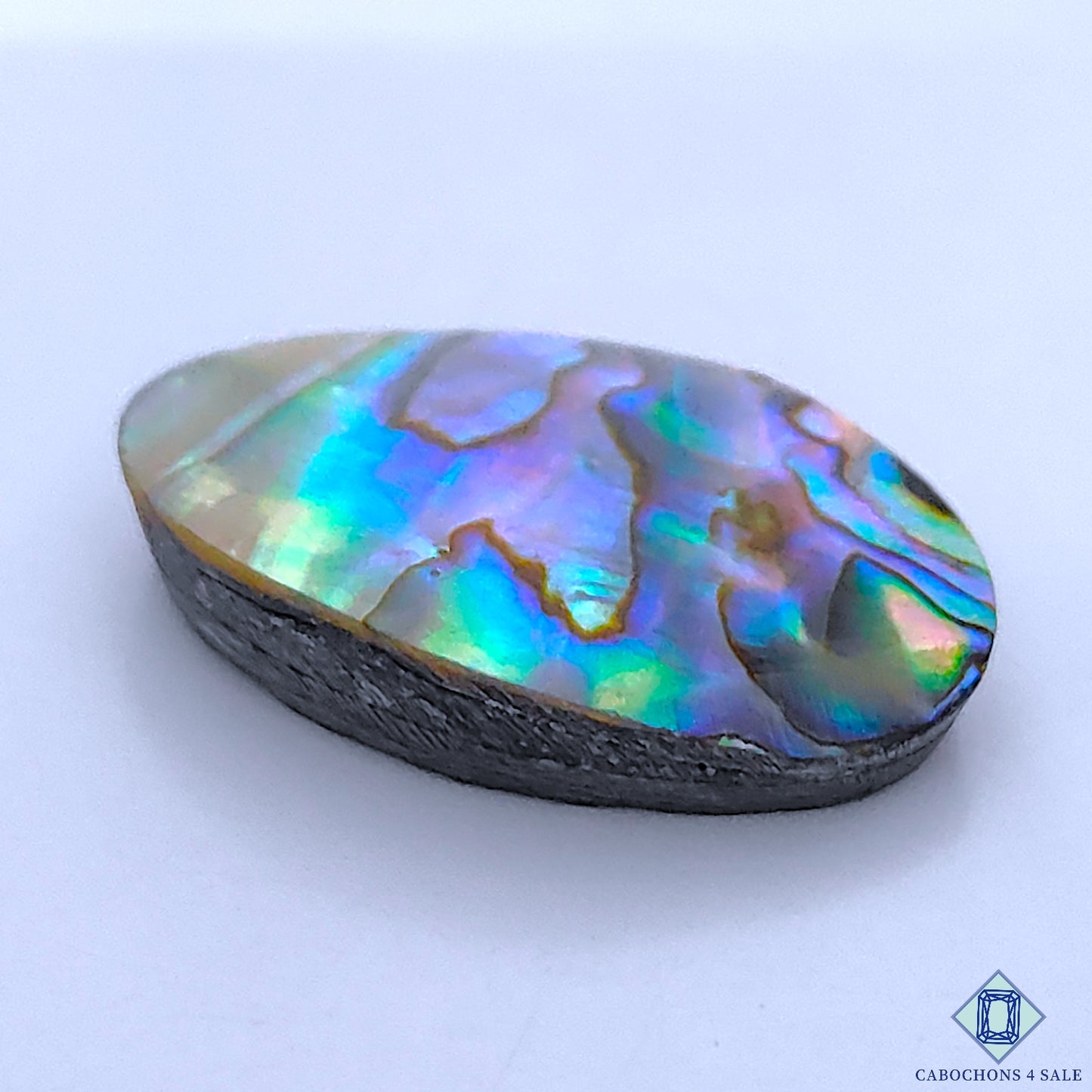 Abalone Shell