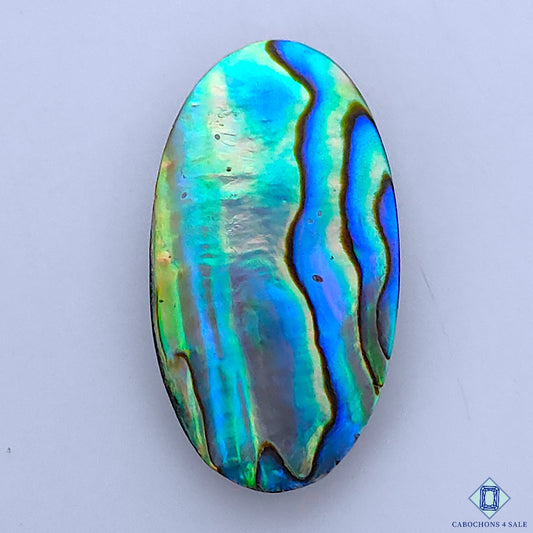 Abalone Shell