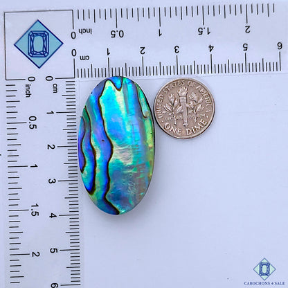 Abalone Shell