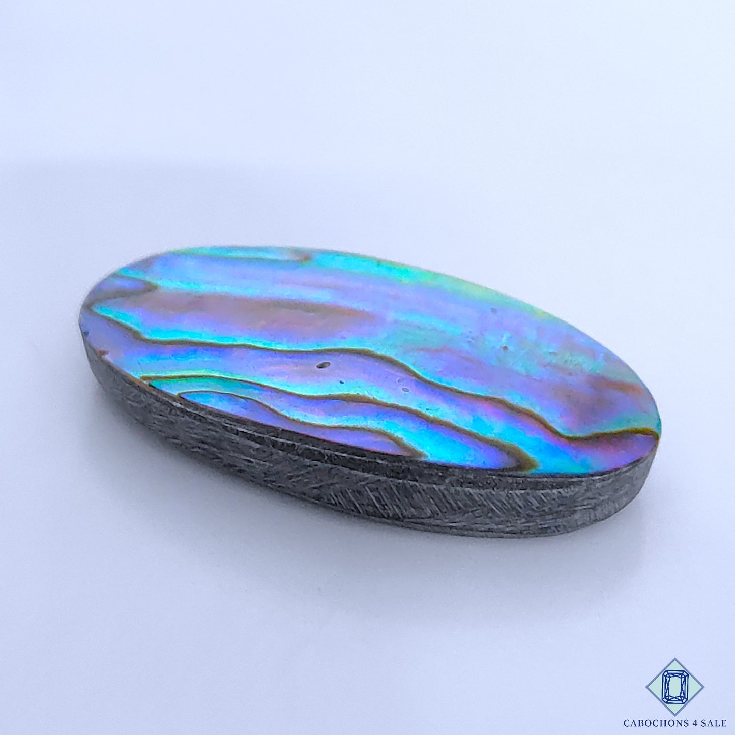 Abalone Shell