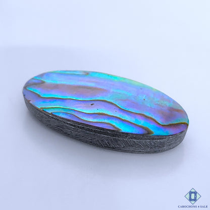 Abalone Shell