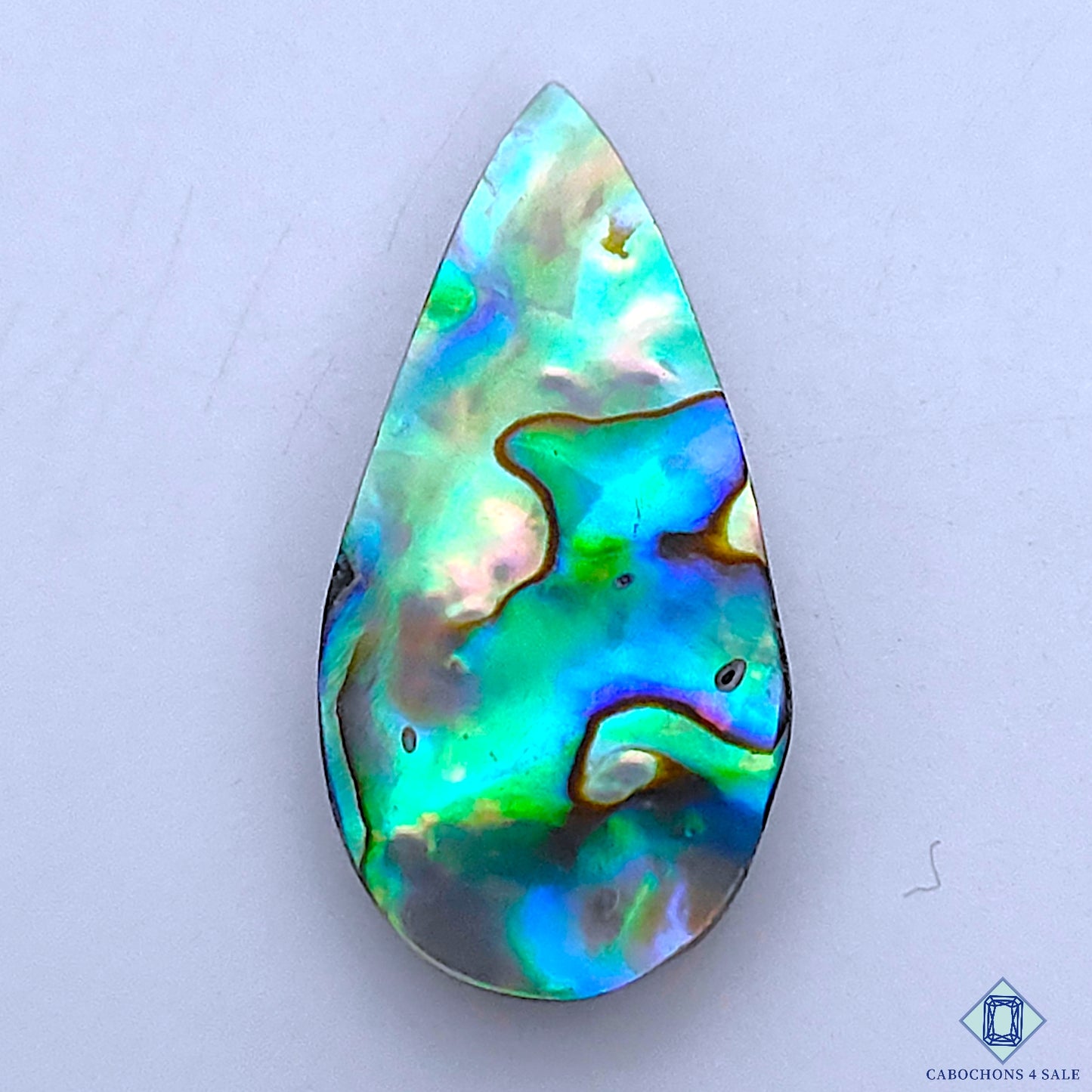 Abalone Shell