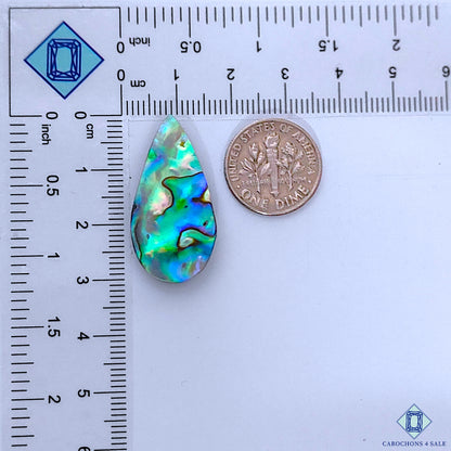 Abalone Shell
