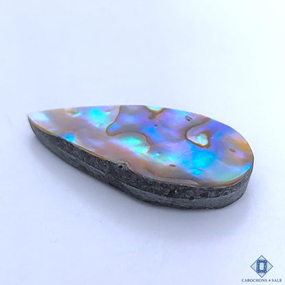 Abalone Shell
