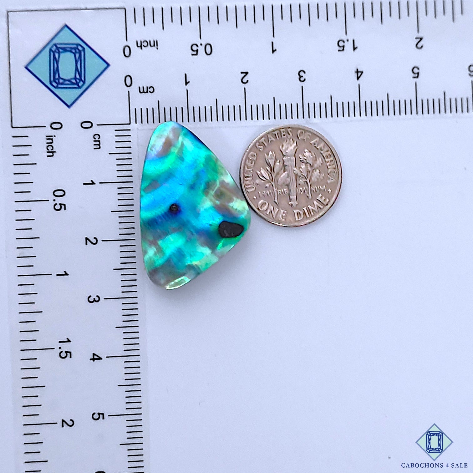 Abalone Shell