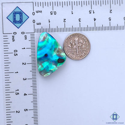 Abalone Shell