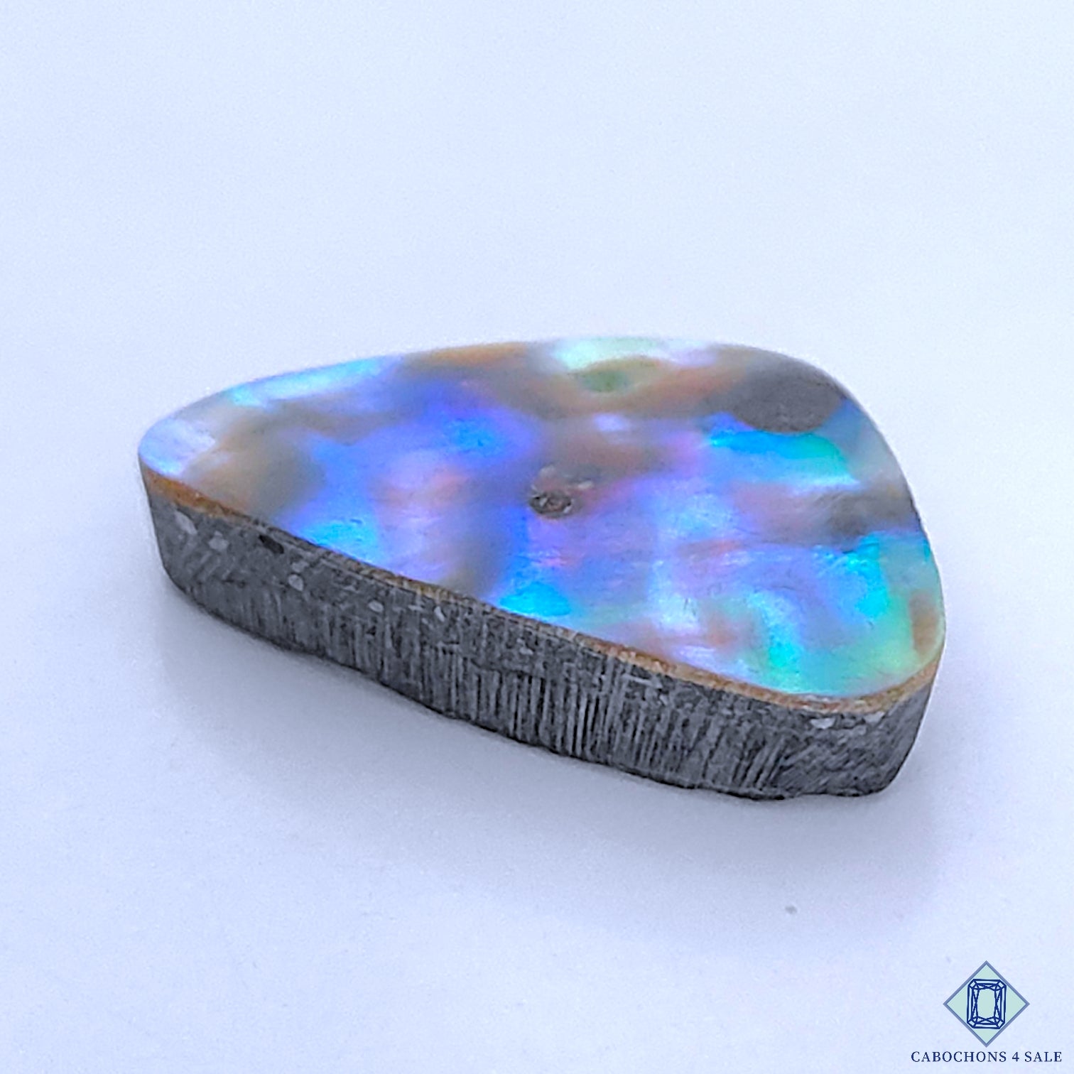 Abalone Shell