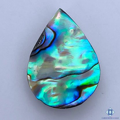 Abalone Shell