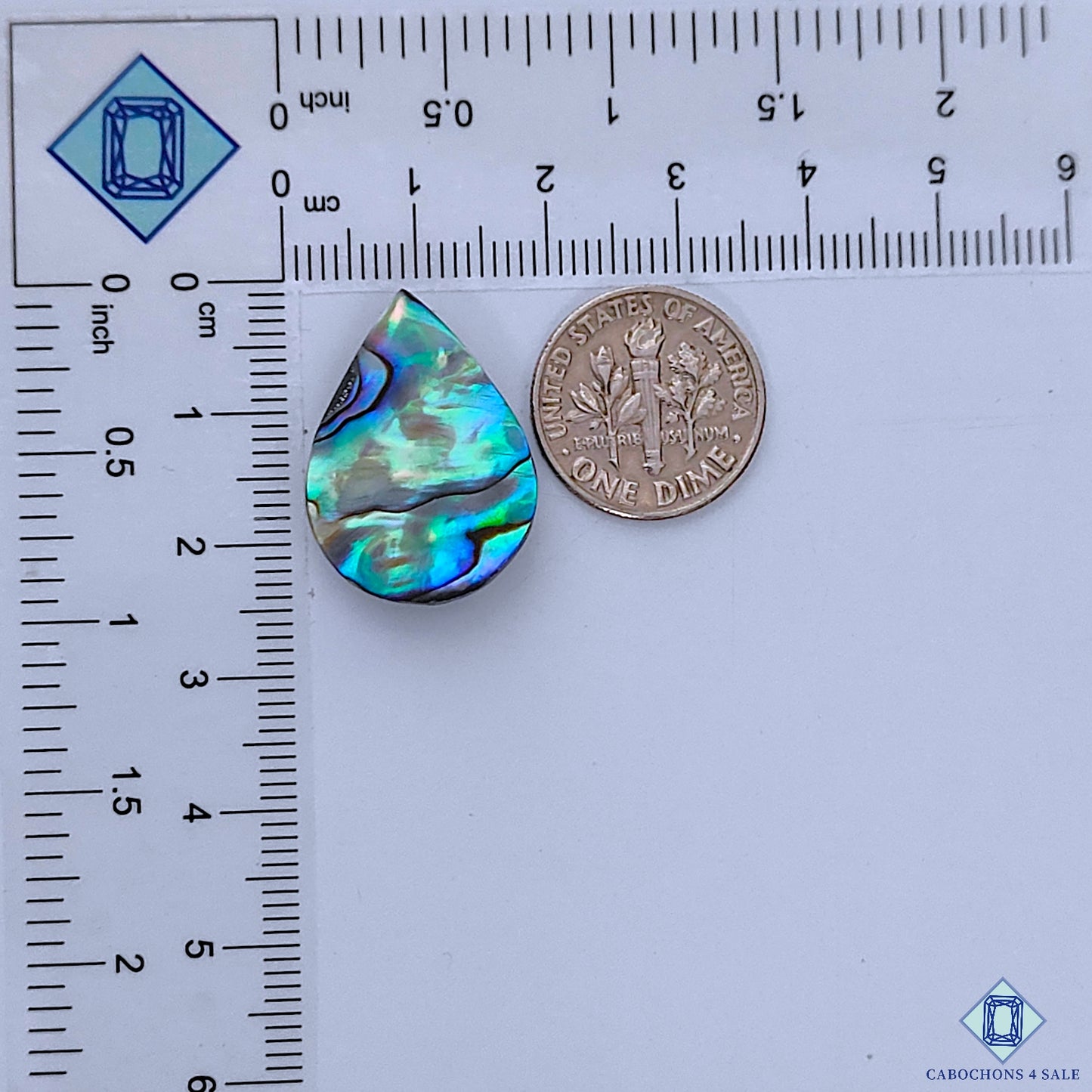 Abalone Shell