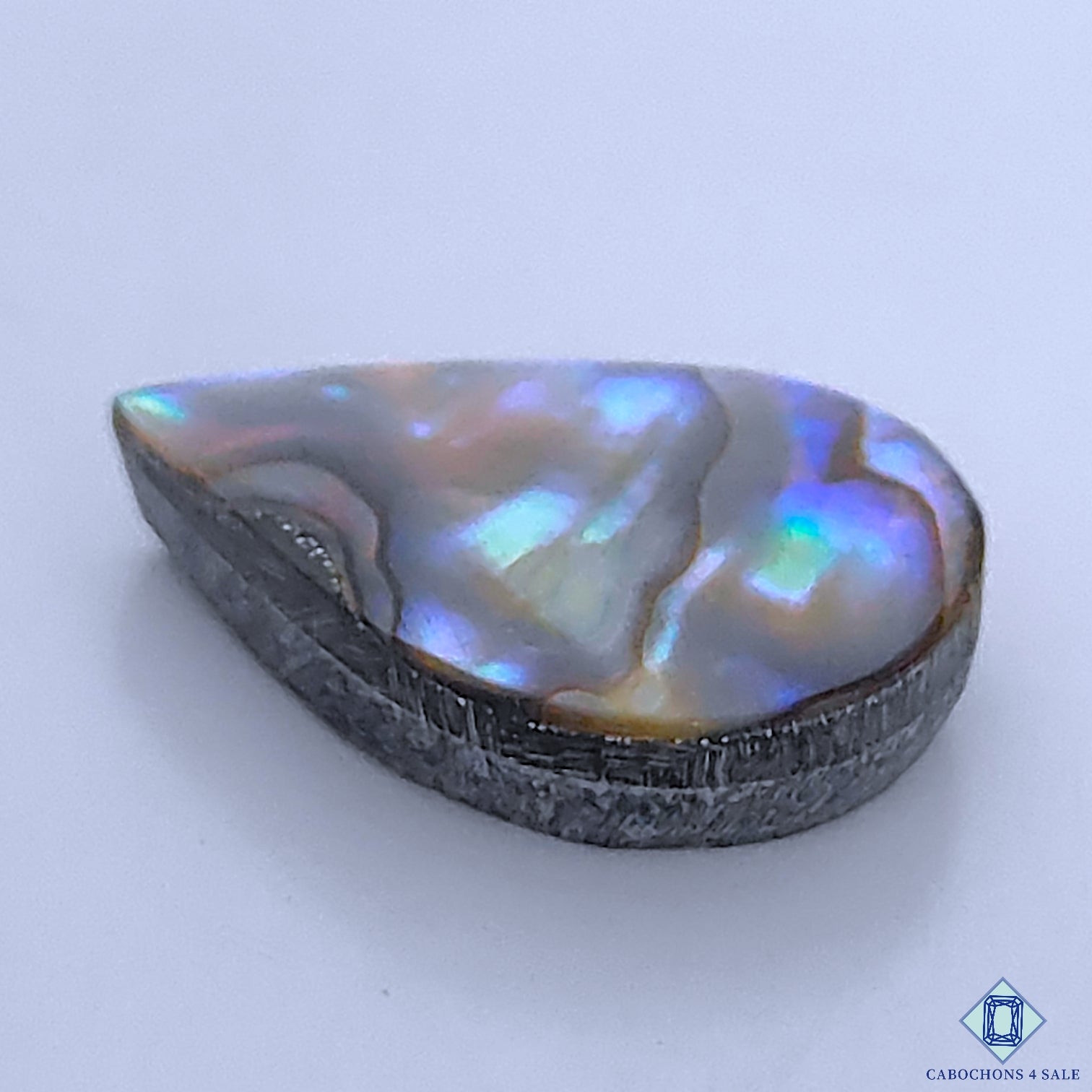 Abalone Shell