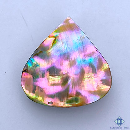 Abalone Shell