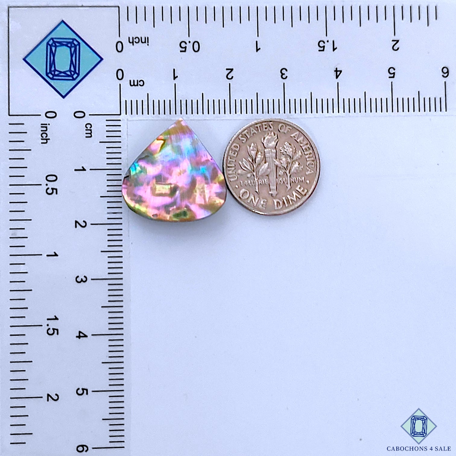 Abalone Shell
