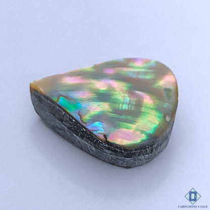 Abalone Shell