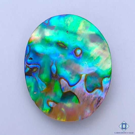 Abalone Shell