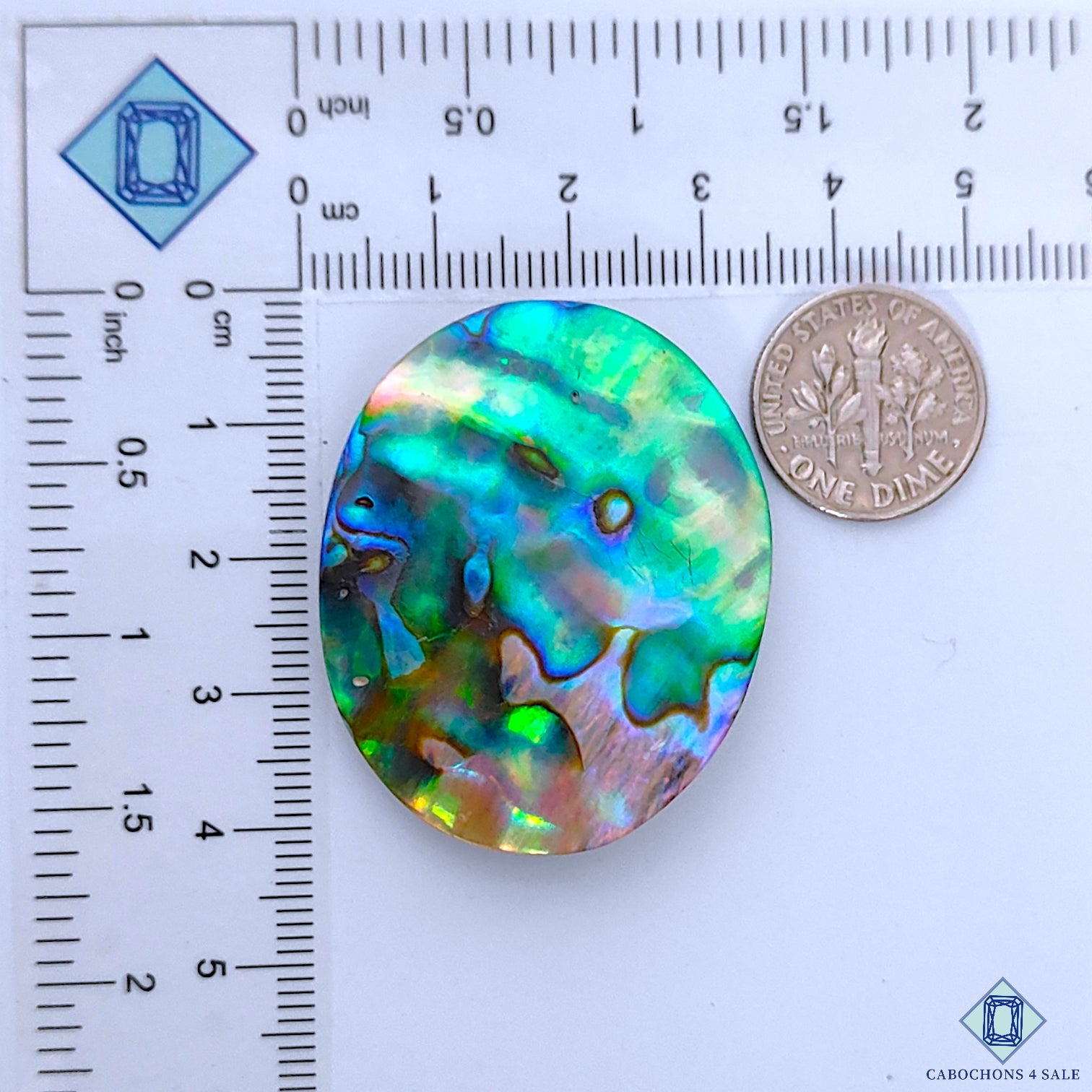 Abalone Shell