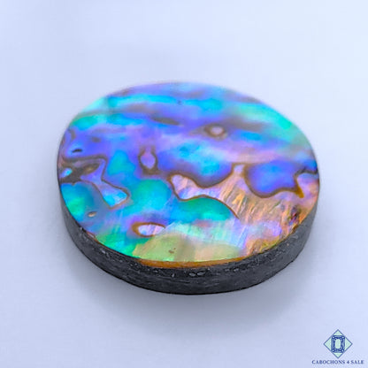 Abalone Shell