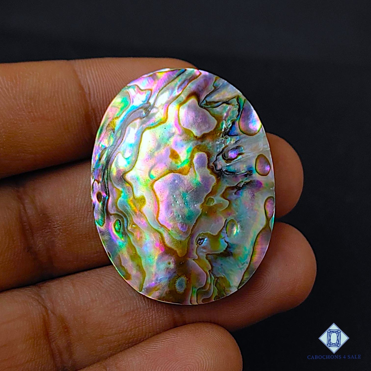 Abalone Shell