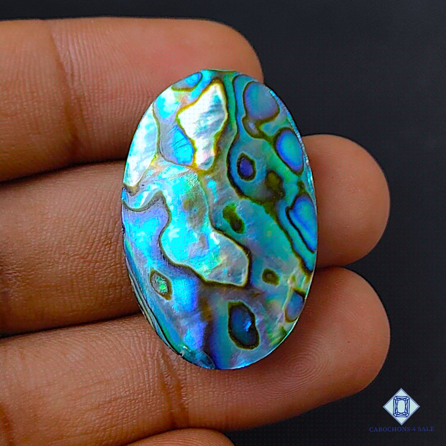 Abalone Shell