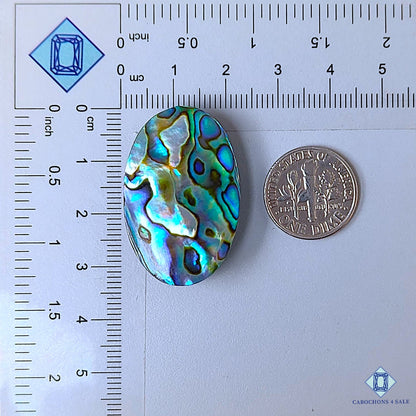Natural Abalone Shell Gemstone  Oval Cabochons 32*21*6mm from New Zealand available for sale