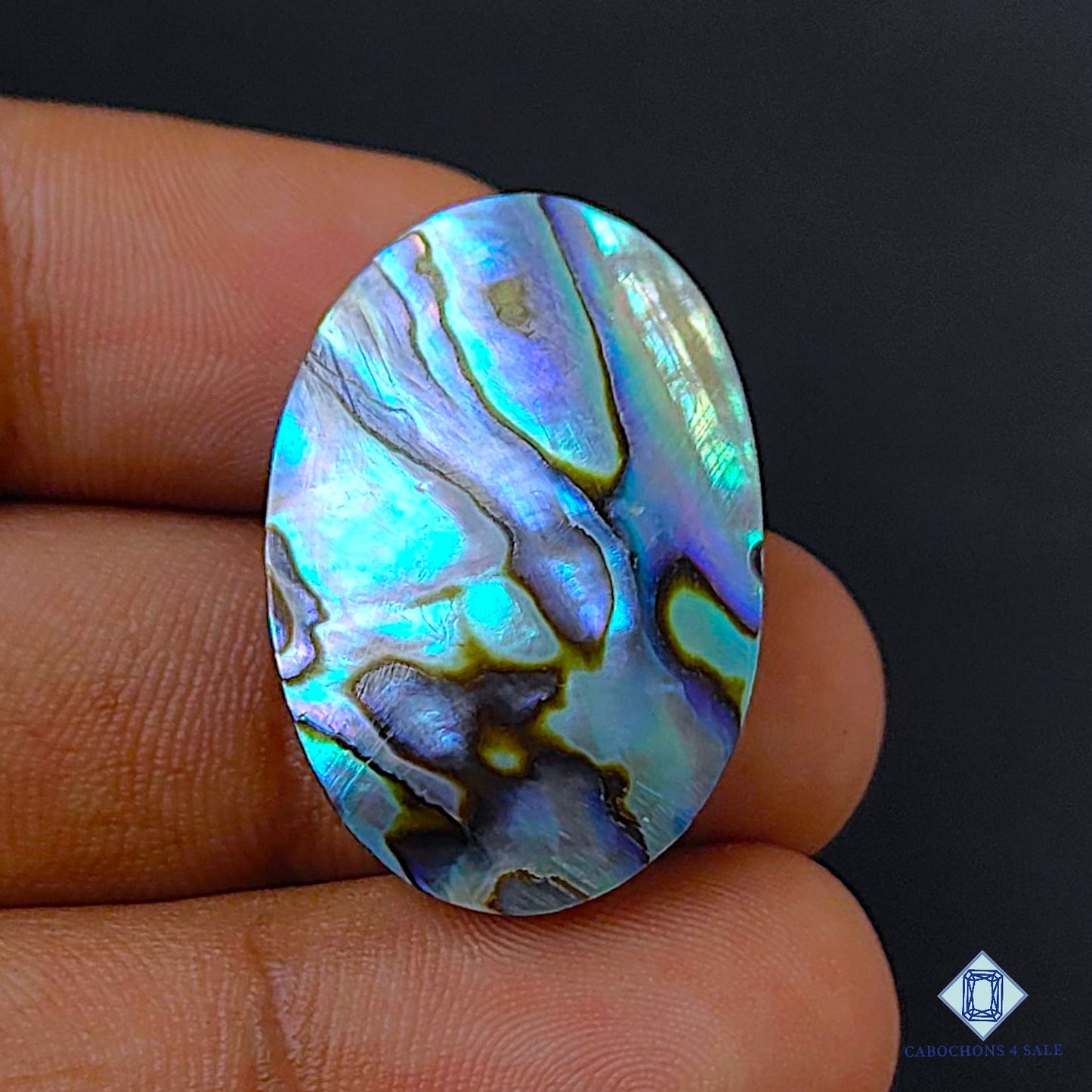 Abalone Shell