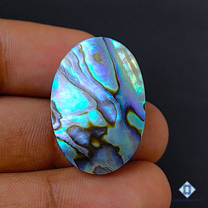 Abalone Shell