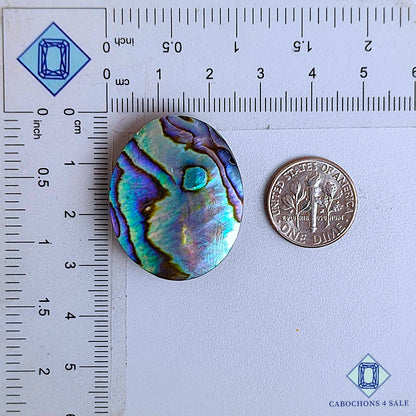 Natural Abalone Shell Gemstone  Oval Cabochons 31*25*6mm From New Zealand available for sale